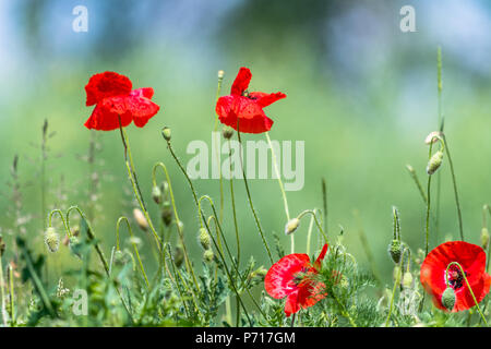 Molti splendidi fiori rossi, papaveri su un bellissimo sfondo verde. Altri nomi sono Papaver rhoeas, papavero comune di mais, semi di papavero, rosa di mais. Foto Stock