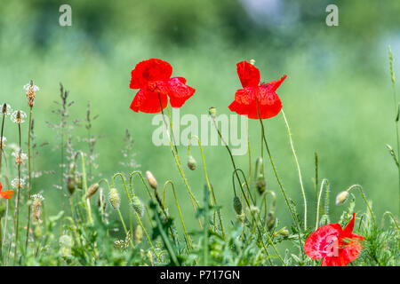 Molti splendidi fiori rossi, papaveri su un bellissimo sfondo verde. Altri nomi sono Papaver rhoeas, papavero comune di mais, semi di papavero, rosa di mais. Foto Stock