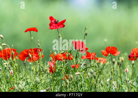 Molti splendidi fiori rossi, papaveri su un bellissimo sfondo verde. Altri nomi sono Papaver rhoeas, papavero comune di mais, semi di papavero, rosa di mais. Foto Stock