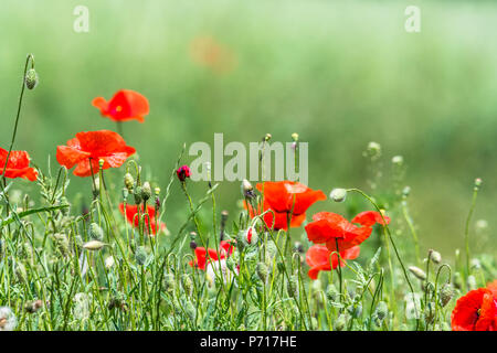 Molti splendidi fiori rossi, papaveri su un bellissimo sfondo verde. Altri nomi sono Papaver rhoeas, papavero comune di mais, semi di papavero, rosa di mais. Foto Stock