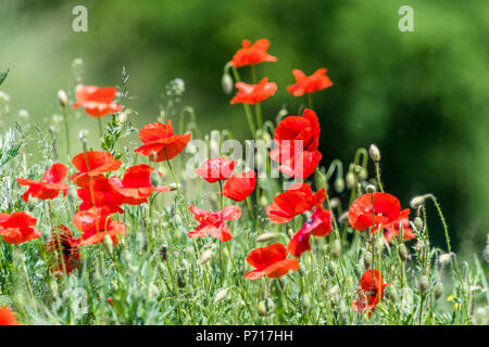 Molti splendidi fiori rossi, papaveri su un bellissimo sfondo verde. Altri nomi sono Papaver rhoeas, papavero comune di mais, semi di papavero, rosa di mais. Foto Stock