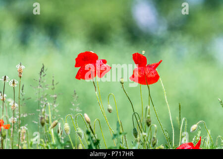Molti splendidi fiori rossi, papaveri su un bellissimo sfondo verde. Altri nomi sono Papaver rhoeas, papavero comune di mais, semi di papavero, rosa di mais. Foto Stock