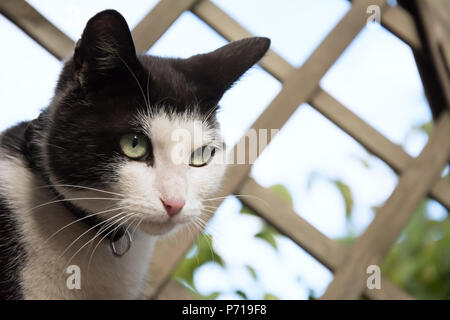 Gatto Bianco Con Le Orecchie Nere Fotografia Stock - Immagine di casella,  furia: 120427110