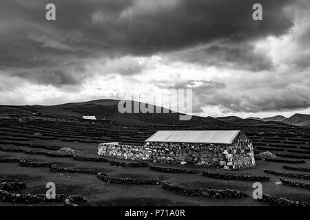 Bel nero e bianco paesaggio di Lanzarote, nera vulcanica del terreno e a breve le pareti costruite di pietre la protezione di vitigni dai forti venti oceanici e la piccola agricoltura la costruzione di pietra Foto Stock