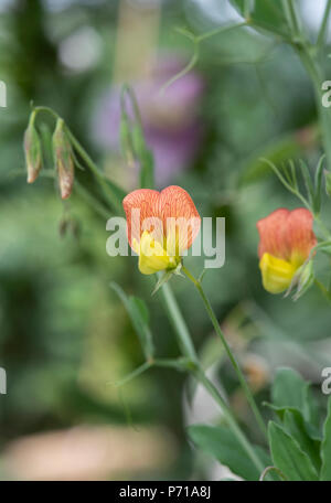 Lathyrus belinensis 'Goldmine'. Il Belin Pea fioritura in giugno. Regno Unito Foto Stock