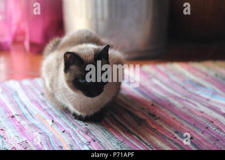 Gatto siamese Foto Stock