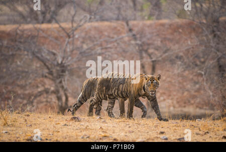 Cuccioli di tigre sul prowl dopo aver cervi sambhar uccidere in pasto pomeridiano Foto Stock