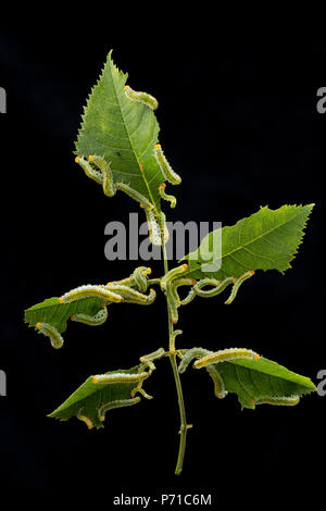 Studio Immagine di Rose Sawfly mangiare larve di rose selvatiche foglie. Ci sono migliaia di tipi diversi di tentredini in tutto il mondo e centinaia di diverse specie in Foto Stock