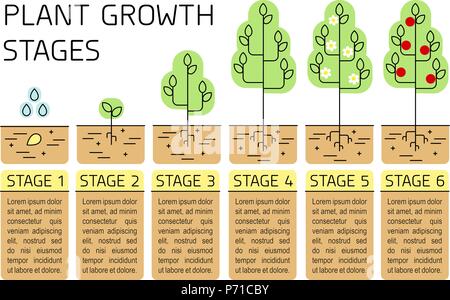 Tree stadi di crescita infographics. Line art icone. Impianto modello di istruzione. Lo stile lineare illustrazione isolato su bianco. La piantagione di frutta processo. Illustrazione Vettoriale
