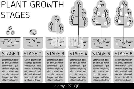 La crescita di pianta fasi infographics. Line art icone. Impianto modello di istruzione. Lo stile lineare illustrazione isolato su bianco. La piantagione di frutta, vegetab Illustrazione Vettoriale