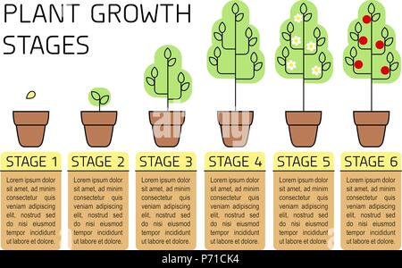 La crescita di pianta stadi infographics colorati. Line art icone. Impianto modello di istruzione. Lo stile lineare illustrazione isolato su bianco. La piantagione di frutta Illustrazione Vettoriale