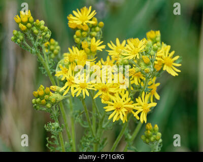 Common Groundsel, Paese Fiori Foto Stock