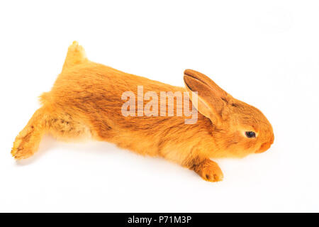 Coniglio rosso giacenti su stomaco isolato su sfondo bianco, animali domestici di piccola taglia Foto Stock