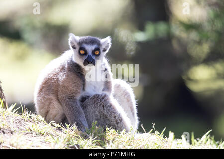 Anello-tailed Lemur (Lemur catta) cattura del sole di mattina. Foto Stock