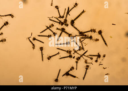 Mosquito Culicidae pupe e larve dibattere in grimy nutriente azoto ricco di acqua di stagno di varie fasi di sviluppo Foto Stock