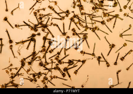 Mosquito Culicidae pupe e larve dibattere in grimy nutriente azoto ricco di acqua di stagno di varie fasi di sviluppo Foto Stock