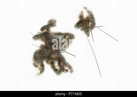 Rat-tailed vermi, Drone larve di mosca con interno il sistema digestivo che mostra chiaramente in alto lungo la lunghezza del corpo e la lunga coda a sifone Foto Stock
