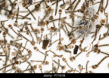 Mosquito Culicidae pupe e larve dibattere in chiaro di acqua di stagno di varie fasi di sviluppo che mostra la struttura interna Foto Stock