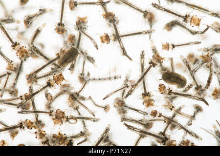 Mosquito Culicidae pupe e larve dibattere in chiaro di acqua di stagno di varie fasi di sviluppo che mostra la struttura interna Foto Stock