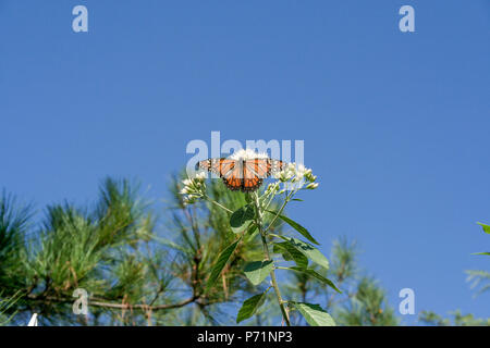 Un monarca meridionale (Danaus erippus) farfalla alimenta il nettare da un bitterleaf tree (Gymnanthemum extensum) fiori, Asunción, Paraguay Foto Stock