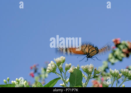 Un monarca meridionale (Danaus erippus) farfalla vola sopra un albero bitterleaf (Gymnanthemum extensum) fiori, Asunción, Paraguay Foto Stock