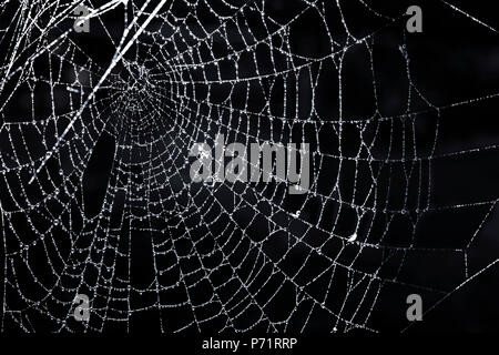 Primo piano della ragnatela di rugiada su sfondo nero Foto Stock