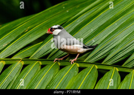 Java sparrow (lonchura oryziora) in piedi sul palm frond in Edward Youde voliera, Hong Kong Park Foto Stock
