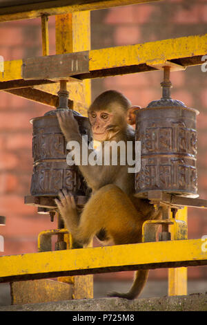 La scimmia e la preghiera buddista ruote, Swayambhunath Monkey Temple, Kathmandu, Nepal, Asia Foto Stock