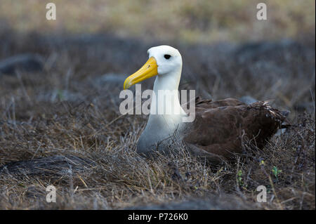 Ritratto di un albatro ondulata (Diomedea irrorata) seduto sul nido, all'Isola Espanola, Isole Galapagos, Sito Patrimonio Mondiale dell'UNESCO, Ecuador Foto Stock