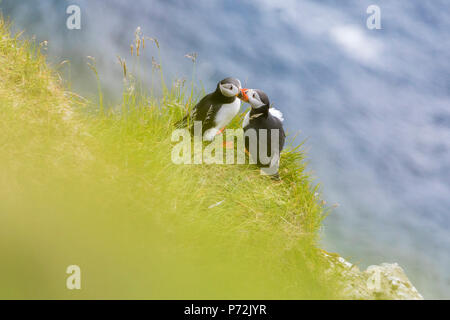 Atlantic i puffini su erba, Kalsoy Isola, Isole Faerøer, Danimarca, Europa Foto Stock