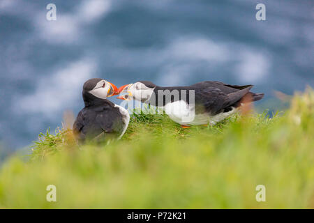 Atlantic i puffini su erba, Isola Mykines, Isole Faerøer, Danimarca, Europa Foto Stock