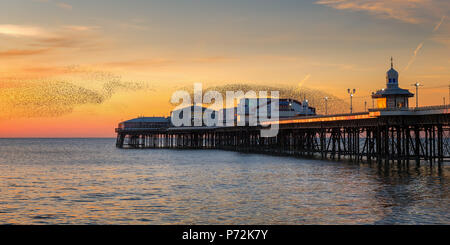Starling murmuration, Pier di Blackpool al tramonto, Lancashire, Inghilterra, Regno Unito, Europa Foto Stock