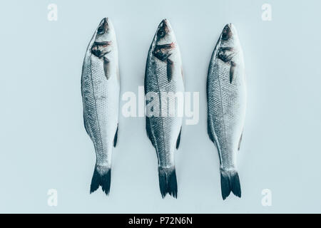 Vista ravvicinata di crudo fresco sani Branzini pesce isolato su grigio Foto Stock