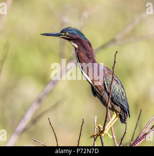 Un bel verde heron appollaiato su un ramo con il collo esteso durante la caccia in Everglades della Florida. Foto Stock