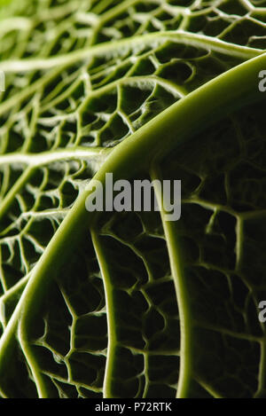 Vista ravvicinata di texture di fresco verde savoy foglia di cavolo Foto Stock