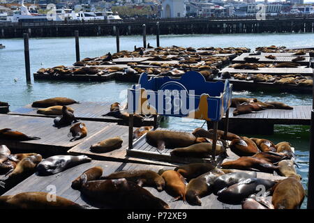 I leoni di mare godendo il sole a San Francisco, California Foto Stock