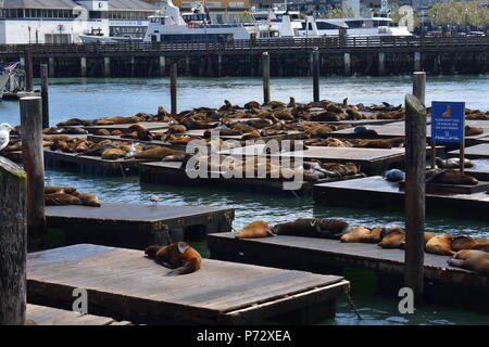 I leoni di mare godendo il sole a San Francisco, California Foto Stock