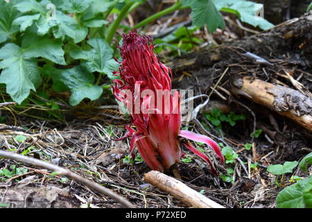 Sarcodes sanguinea, Sequoia National Park, California Foto Stock