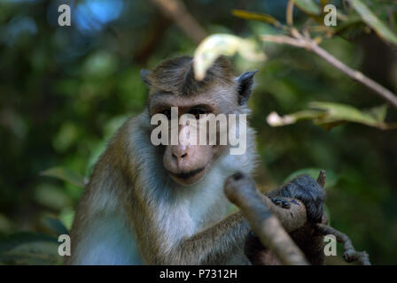 Bonnet Monkey (Macaca sinica), Parco Nazionale di Kaudulla, Sri Lanka. Foto Stock