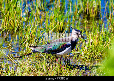 Northumberland, Regno Unito. 4 Luglio, 2018. Una Pavoncella a Newton Piscina riserva all'inizio di una calda e soleggiata giornata, a bassa Newton dal mare, Northumberland, Regno Unito. Credito: NBSN / Alamy Live News Foto Stock