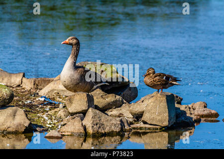 Northumberland, Regno Unito. 4 Luglio, 2018. Oche rilassarsi presso la piscina di Newton riserva all'inizio di una calda e soleggiata giornata, a bassa Newton dal mare, Northumberland, Regno Unito. Credito: NBSN / Alamy Live News Foto Stock