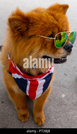 Londra, Inghilterra. 4 luglio 2018. Un piccolo cane indossa l'Unione Jack a sostegno di Inghilterra del successo in Coppa del mondo. Egli indossava sfumature a causa dell'attuale ondata di caldo a Londra. ©Tim anello/Alamy Live News Foto Stock