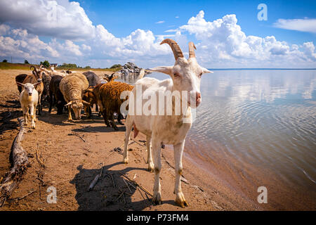 Close-up di una capra bianca guarda la telecamera, sullo sfondo di un gregge di pecore e capre beve l'acqua da un fiume in una calda giornata estiva Foto Stock