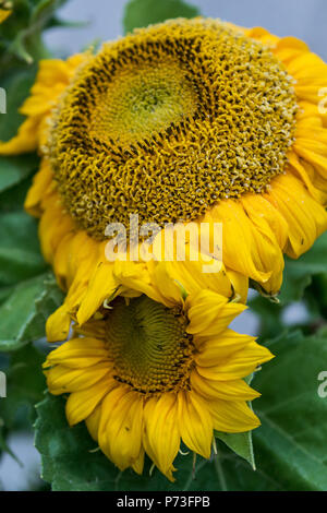 Girasole in primavera - Los Angeles, California USA Foto Stock