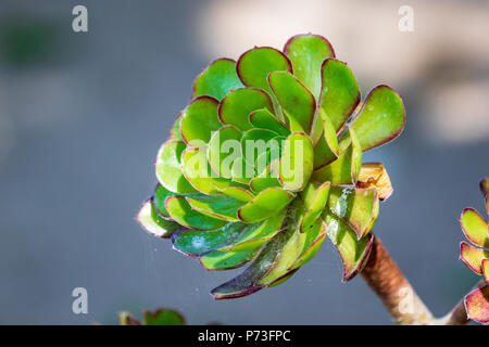 Una vista dettagliata di un impianto Aeonium. Foto Stock