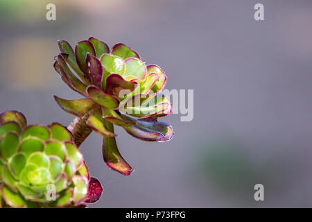 Una vista dettagliata di un impianto Aeonium. Foto Stock