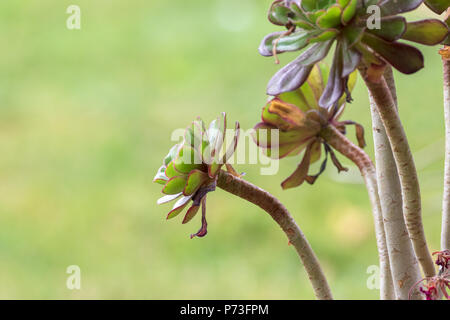 Una vista dettagliata di un impianto Aeonium. Foto Stock