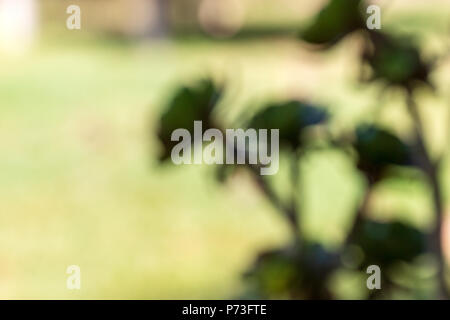 Una vista dettagliata di un impianto Aeonium. Foto Stock