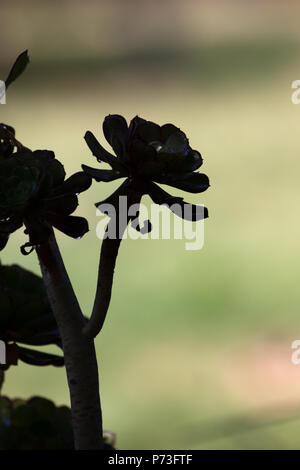 Una vista dettagliata di un impianto Aeonium. Foto Stock