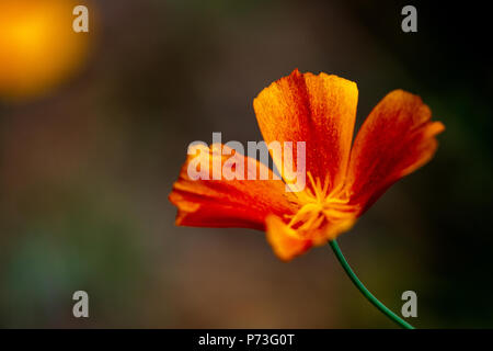 California Poppy - Eschscholzia californica Foto Stock